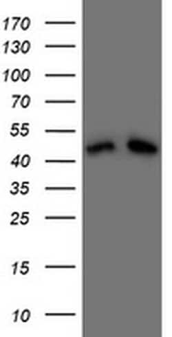 DAP3 Monoclonal Antibody (OTI1A12), TrueMAB , OriGene 100 &mu;L; Unconjugated:Antibodies,