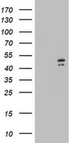 DAP3 Monoclonal Antibody (OTI2D4), TrueMAB , OriGene:Antibodies:Primary