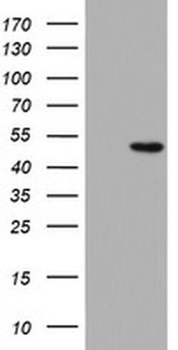 DAP3 Monoclonal Antibody (OTI3H6), TrueMAB , OriGene 100 &mu;L; Unconjugated:Antibodies,