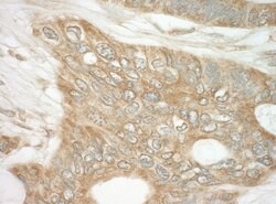 DAP5 Polyclonal Antibody, Bethyl Laboratories 10 &mu;L; Unconjugated:Antibodies,