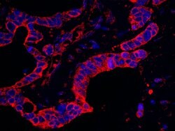 DAP5 Polyclonal Antibody, Bethyl Laboratories:Antibodies:Primary Antibodies