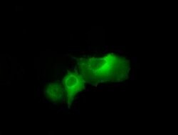 DAPK2 Mouse anti-Human, Clone: OTI1B5, lyophilized, TrueMAB 100 &mu;g;