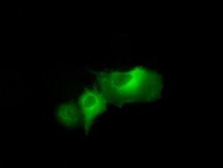 DAPK2 Monoclonal Antibody (OTI1B5), TrueMAB , OriGene 30 &mu;L; Unconjugated:Antibodies,