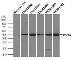 DAPK2 Monoclonal Antibody (OTI1C8), TrueMAB , OriGene 100 &mu;L | Buy Online | Origene Technologies | Fisher Scientific