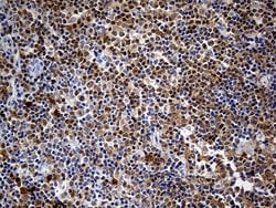 DAPP1 Monoclonal Antibody (OTI7D4), TrueMAB , OriGene 100 &mu;L; Unconjugated:Antibodies,