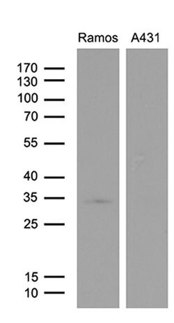 DAPP1 Monoclonal Antibody (OTI7A3), TrueMAB , OriGene:Antibodies:Primary