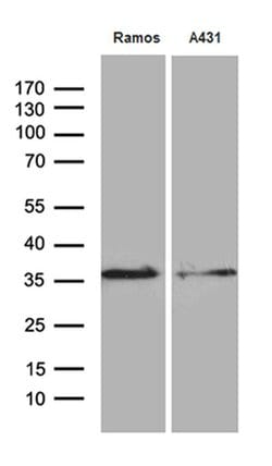 DAPP1 Monoclonal Antibody (OTI7D4), TrueMAB , OriGene 100 &mu;L; Unconjugated:Antibodies,