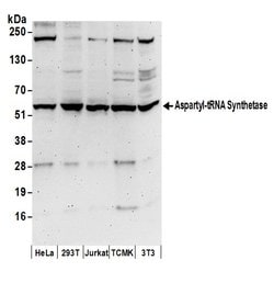 Aspartyl-tRNA Synthetase/DARS Polyclonal Antibody, Bethyl Laboratories