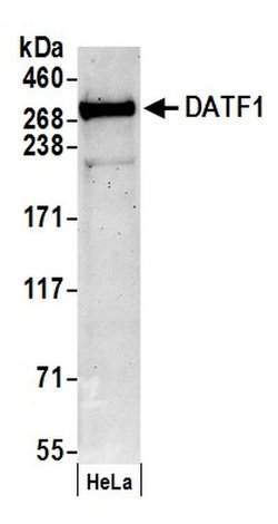DATF1 Polyclonal Antibody, Bethyl Laboratories:Antibodies:Primary Antibodies