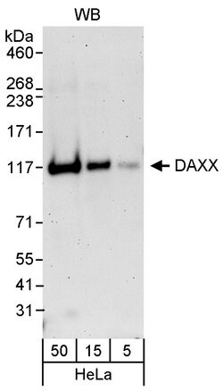 DAXX Rabbit anti-Human, Polyclonal, Bethyl Laboratories 100 &mu;L; Unconjugated:Antibodies,