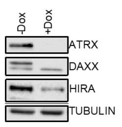 Invitrogen DAXX Polyclonal Antibody 100 &mu;L; Unconjugated:Antibodies,