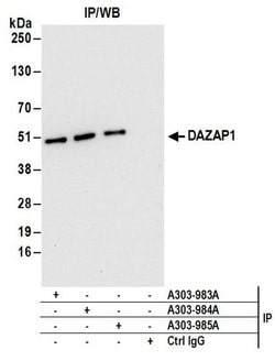 DAZAP1 Rabbit anti-Human, Mouse, Polyclonal, Bethyl Laboratories 100 &mu;L | Buy Online | Bethyl Laboratories, Inc | Fisher Scientific