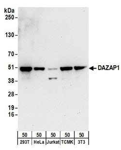 DAZAP1 Rabbit anti-Human, Mouse, Polyclonal, Bethyl Laboratories 100 &mu;L | Buy Online | Bethyl Laboratories, Inc | Fisher Scientific