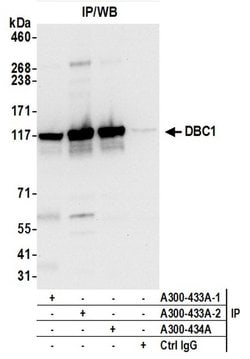 DBC1/p30 DBC Rabbit anti-Human, Mouse, Polyclonal, Bethyl Laboratories