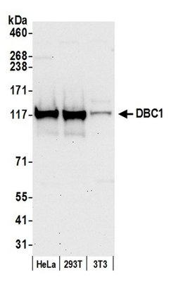 DBC1/p30 DBC Rabbit anti-Human, Mouse, Polyclonal, Bethyl Laboratories