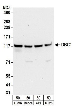 DBC1/p30 DBC Rabbit anti-Human, Mouse, Polyclonal, Bethyl Laboratories