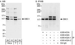 DBC1/p30 DBC Rabbit anti-Human, Mouse, Polyclonal, Bethyl Laboratories