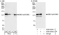 DBC1/p30 DBC Rabbit anti-Human, Mouse, Polyclonal, Bethyl Laboratories