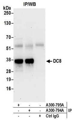 DC8 Rabbit anti-Human, Polyclonal, Bethyl Laboratories 100 &mu;l; Unlabeled:Antibodies,