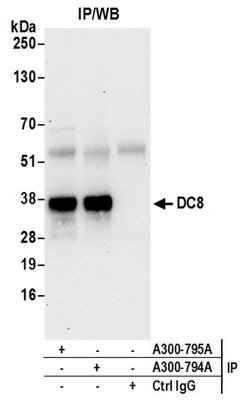 DC8 Rabbit anti-Human, Polyclonal, Bethyl Laboratories 100 &mu;L; Unconjugated:Antibodies,