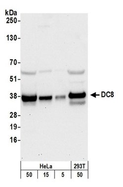DC8 Polyclonal Antibody, Bethyl Laboratories 20 &mu;L; Unconjugated:Antibodies,