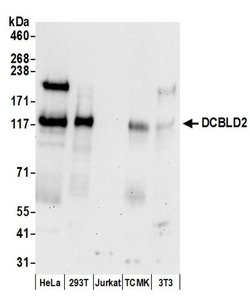 DCBLD2 Rabbit anti-Human, Mouse, Polyclonal, Bethyl Laboratories 100 &mu;L;