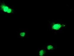 DCK Monoclonal Antibody (OTI15E12), TrueMAB , OriGene 100 &mu;L; Unconjugated:Antibodies,