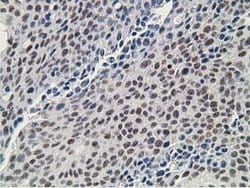 DCK Mouse anti-Human, Clone: OTI16G6, lyophilized, TrueMAB 100 &mu;g; Unconjugated:Antibodies,