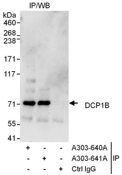 DCP1B Rabbit anti-Human, Polyclonal, Bethyl Laboratories 100 &mu;L; Unconjugated:Antibodies,