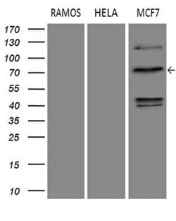 DCP1B Monoclonal Antibody (OTI1G4), TrueMAB , OriGene:Antibodies:Primary