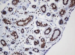 DCPS Mouse anti-Human, Clone: OTI1E6, lyophilized, TrueMAB 100 &mu;g; Unconjugated:Antibodies,