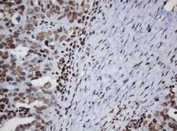 DCPS Mouse anti-Human, Clone: OTI1E6, lyophilized, TrueMAB 100 &mu;g; Unconjugated:Antibodies,