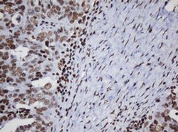 DCPS Monoclonal Antibody (OTI1E6), TrueMAB , OriGene 100 &mu;L; Unconjugated:Antibodies,