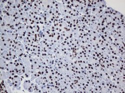 DCPS Monoclonal Antibody (OTI1E6), TrueMAB , OriGene 100 &mu;L; Unconjugated:Antibodies,