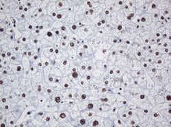 DCPS Mouse anti-Human, Clone: OTI1E6, lyophilized, TrueMAB 100 &mu;g; Unconjugated:Antibodies,