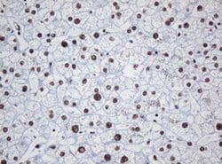 DCPS Monoclonal Antibody (OTI1E6), TrueMAB , OriGene 100 &mu;L; Unconjugated:Antibodies,