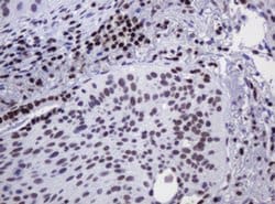 DCPS Monoclonal Antibody (OTI4H8), TrueMAB , OriGene 100 &mu;L; Unconjugated:Antibodies,