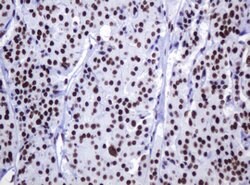 DCPS Mouse anti-Human, Clone: OTI4H8, lyophilized, TrueMAB 100 &mu;g; Unconjugated:Antibodies,