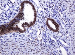 DCPS Mouse anti-Human, Clone: OTI4H8, lyophilized, TrueMAB 100 &mu;g; Unconjugated:Antibodies,