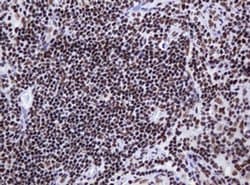 DCPS Monoclonal Antibody (OTI4H8), TrueMAB , OriGene 100 &mu;L; Unconjugated:Antibodies,