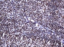 DCPS Monoclonal Antibody (OTI4H8), TrueMAB , OriGene 100 &mu;L; Unconjugated:Antibodies,