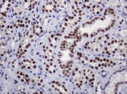 DCPS Mouse anti-Human, Clone: OTI4H8, lyophilized, TrueMAB 100 &mu;g; Unconjugated:Antibodies,