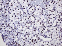 DCPS Mouse anti-Human, Clone: OTI4H8, lyophilized, TrueMAB 100 &mu;g; Unconjugated:Antibodies,