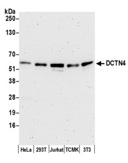DCTN4/Dynactin p62 Polyclonal Antibody, Bethyl Laboratories 20 &mu;L; Unconjugated:Antibodies,