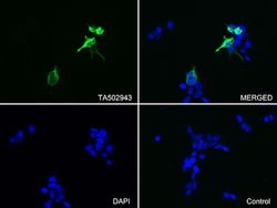DCX Mouse anti-Human, Clone: OTI4A3, lyophilized, TrueMAB 100 &mu;g; Unconjugated:Antibodies,