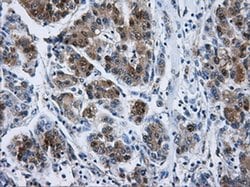 DCXR Mouse anti-Human, Clone: OTI7D11, liquid, TrueMAB 100 &mu;L; Unconjugated:Antibodies,