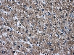 DCXR Mouse anti-Human, Clone: OTI9C9, lyophilized, TrueMAB 100 &mu;g; Unconjugated:Antibodies,