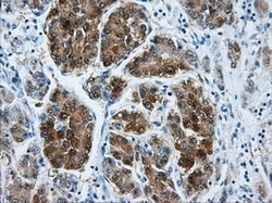 DCXR Mouse anti-Human, Clone: OTI9C9, lyophilized, TrueMAB 100 &mu;g; Unconjugated:Antibodies,