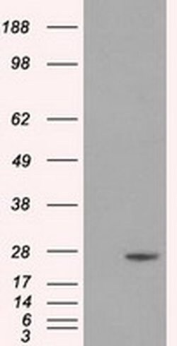 DCXR Mouse anti-Human, Clone: OTI4H10, liquid, TrueMAB 100 &mu;L; Unconjugated:Antibodies,