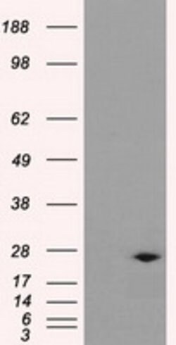 DCXR Mouse anti-Human, Clone: OTI9C9, lyophilized, TrueMAB 100 &mu;g; Unconjugated:Antibodies,